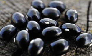 Raccolta dei semi di fagioli neri