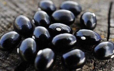 Colhendo sementes de feijão preto
