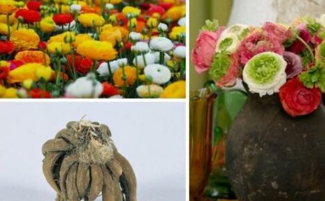 Ways to plant ranunculus - a gentle buttercup for your garden