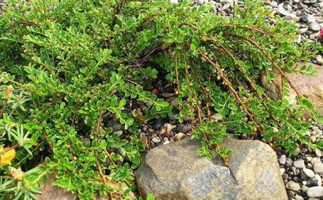Reproduction of cotoneaster: 4 main ways