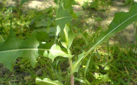 Jak se zbavit milkweed v zahradě pomocí herbicidů a lidových prostředků