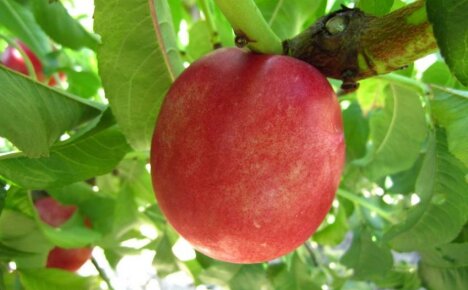 Wat is de naam van een perzik gekruist met een pruim - een memo voor een beginnende tuinman