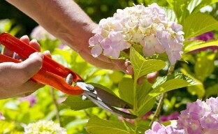 Hydrangea pruning: basic rules, types and timing