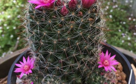 Le sottigliezze ei segreti della cura del cactus mammillaria a casa