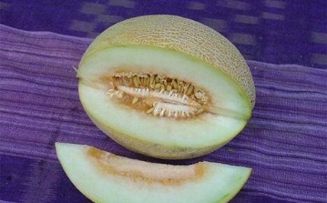 Dlaczego melon jest gorzki - dowiedz się, dlaczego i co zrobić, aby go uniknąć