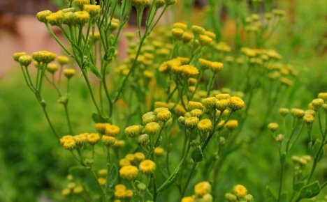 As propriedades curativas da erva canuper e seu uso na medicina herbal