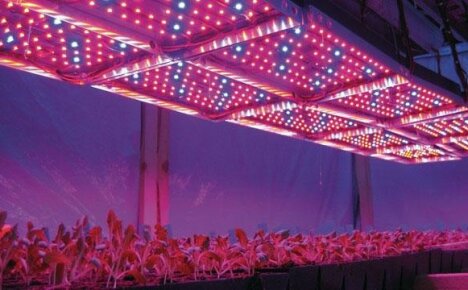 Apparecchi di illuminazione di piante