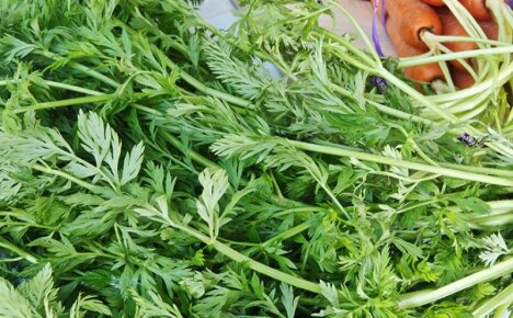 Морковни блатове - полезни свойства и противопоказания на ароматните листа, които обикновено изхвърляме