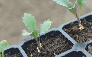 Growing broccoli seedlings or get ready for the first player