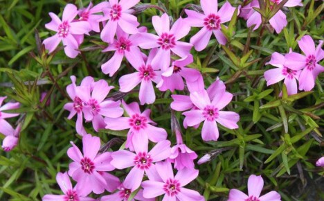How to grow subulate phlox without problems and hassle