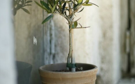 Com cultivar una olivera a partir de llavors per obtenir un interior elegant