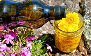 Misterioso olio di tarassaco giallo