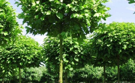 Wie man aus Samen auf seinem eigenen Grundstück einen majestätischen Platanenbaum züchtet