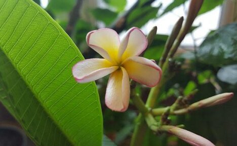It is important to know how to root plumeria in order to grow a beautiful plant