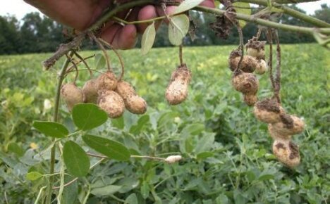Peanut fruiting features: how the culture grows