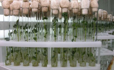 Klonování rostlin je moderní přístup k vegetativnímu množení