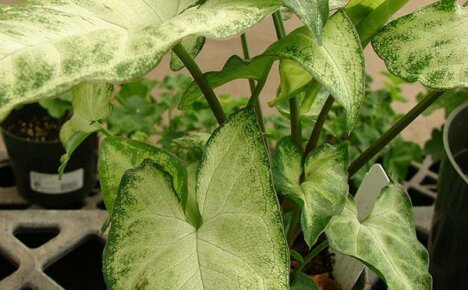Reproduction of syngonium in room conditions, transplantation and possible difficulties