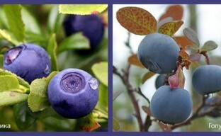 Bagaimana blueberry berbeza dari blueberry: bagaimana tidak salah dengan pilihan tanaman