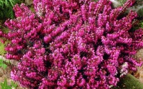 Erica ružičasti meriton - kako izgleda i kako uzgajati