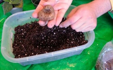 Как да засадите глоксиния: избор на саксия и почва