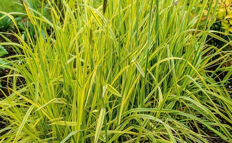 Тревиста тревна ливадна опашка с необичайни свойства в селско цветно легло