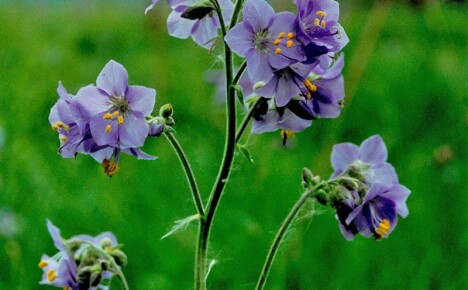 Azul de cianose único: as propriedades medicinais de uma flor modesta, que a medicina oficial esqueceu indevidamente