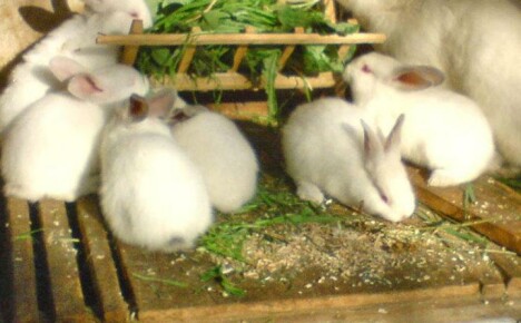 هل يمكن إعطاء الأرانب نبات القراص دون الإضرار بالحيوانات؟