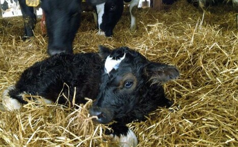 Feeding calves from birth to 3 months