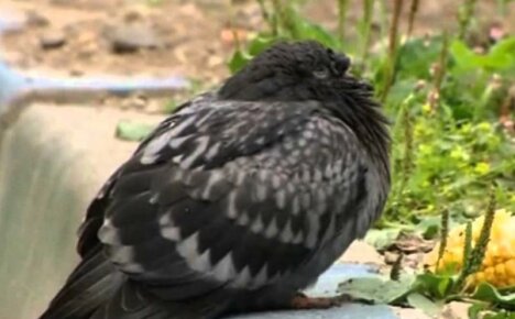 Stručný sprievodca pre chovateľa holubov - choroby holubov a ich príznaky