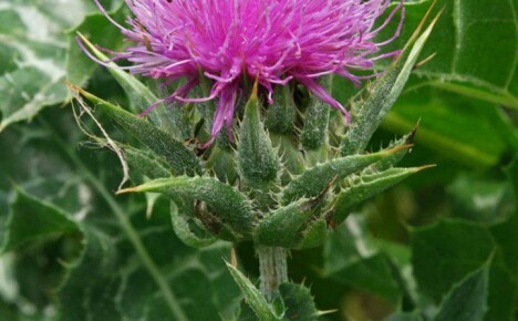 Secrets of growing milk thistle and features of plant care