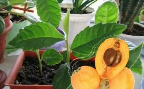 How to grow medlar from a bone - planting features