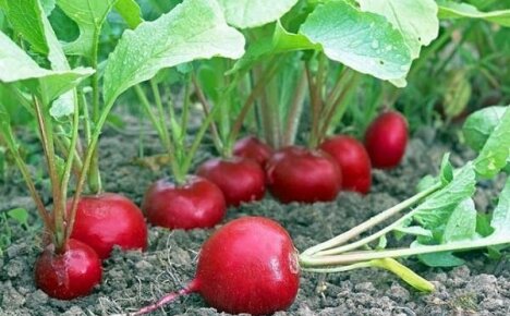 Revelamos os segredos do cultivo de rabanetes em chalés de verão