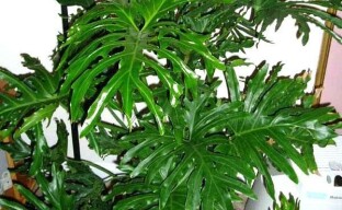 Un buisson géant dans votre maison - Philodendron Sello