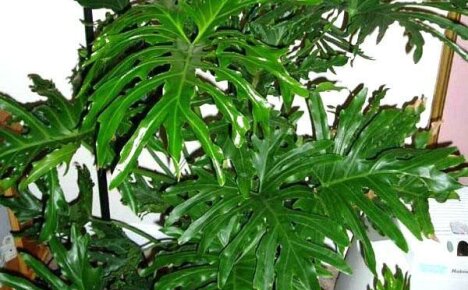 Een gigantische struik in uw huis - Philodendron Sello