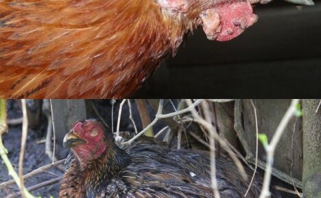 Årsager og symptomer på pasteurellose hos kyllinger