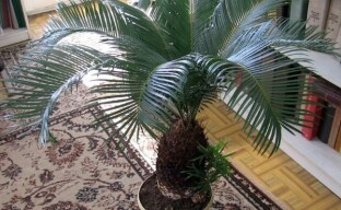 We grow the cicas sago palm at home