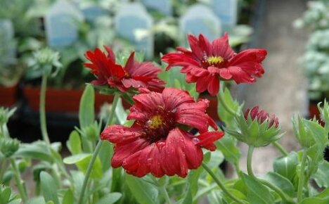 Gaillardia Burgund: entzückende rote Gänseblümchen für Ihren Garten