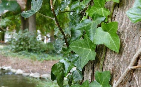 Penanaman, penjagaan dan pembiakan kebun ivy