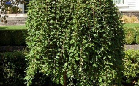 Willow pendula will give the garden a special charm