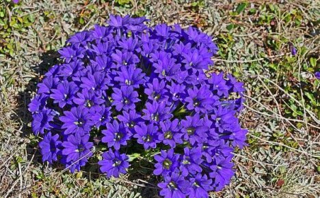Growing a gentian or how to create a blue floral sea under your windows