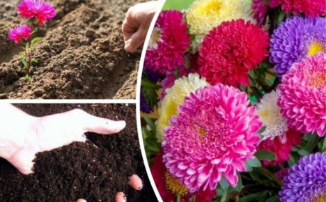 Astry - sadzenie i pielęgnacja bezpretensjonalnych kwiatów na otwartym polu