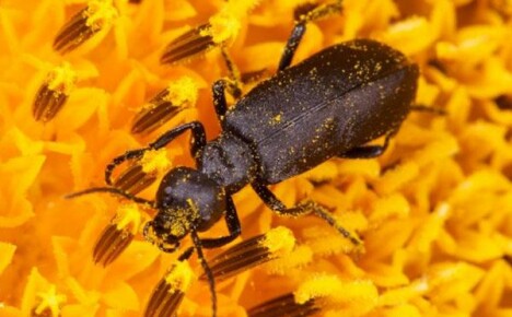 Nejnebezpečnější škůdci slunečnice: popis druhů, způsoby kontroly