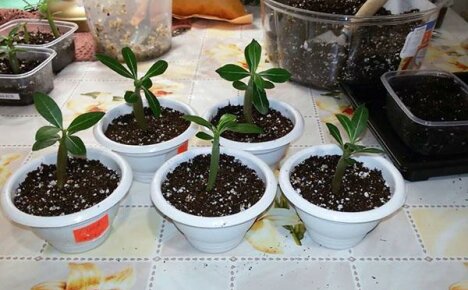Cooking the perfect substrate for adenium