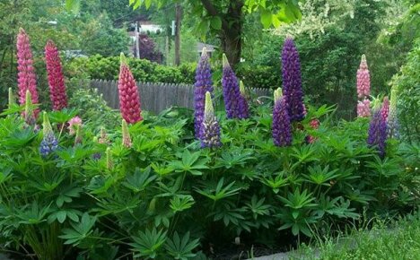 Growing lupine in the garden: what to do so that it blooms magnificently every year