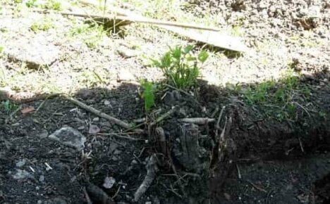 Kako se riješiti irgi korijena na mjestu - oslobađamo prostor za sadnju