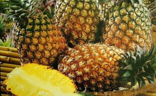 Как се отглежда ананас в плантациите на Коста Рика?