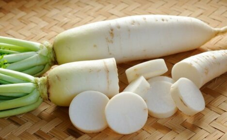 Củ cải Daikon - đặc tính hữu ích và chống chỉ định của một loại rau củ ngọt