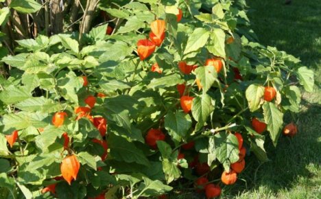 Physalis jordgubbe - växer och tar hand om ätbara dekorativa