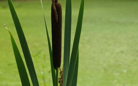 Valuable properties and features of the cattail plant