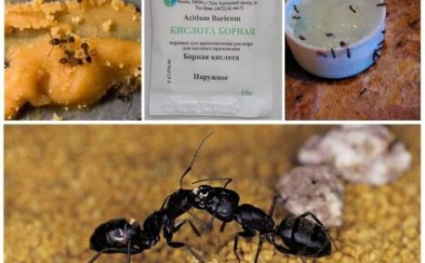 Intoxicația cu furnici cu acid boric: rețete pentru un tratament mortal